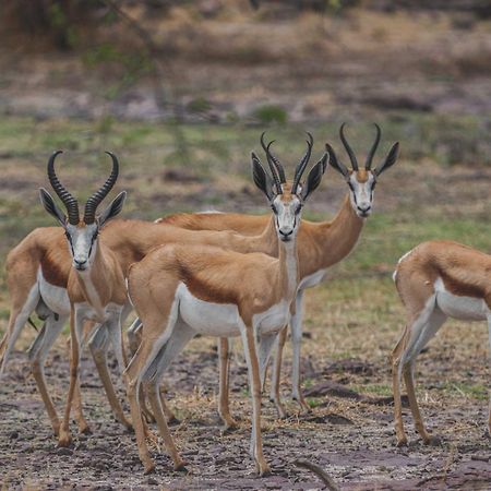 Grassland Safari Lodge Ghanzi Екстериор снимка