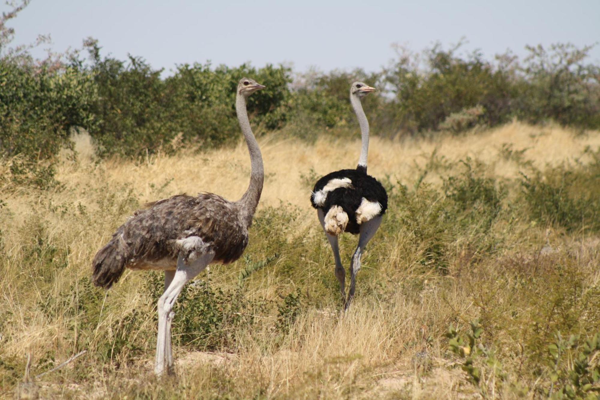 Grassland Safari Lodge Ghanzi Екстериор снимка
