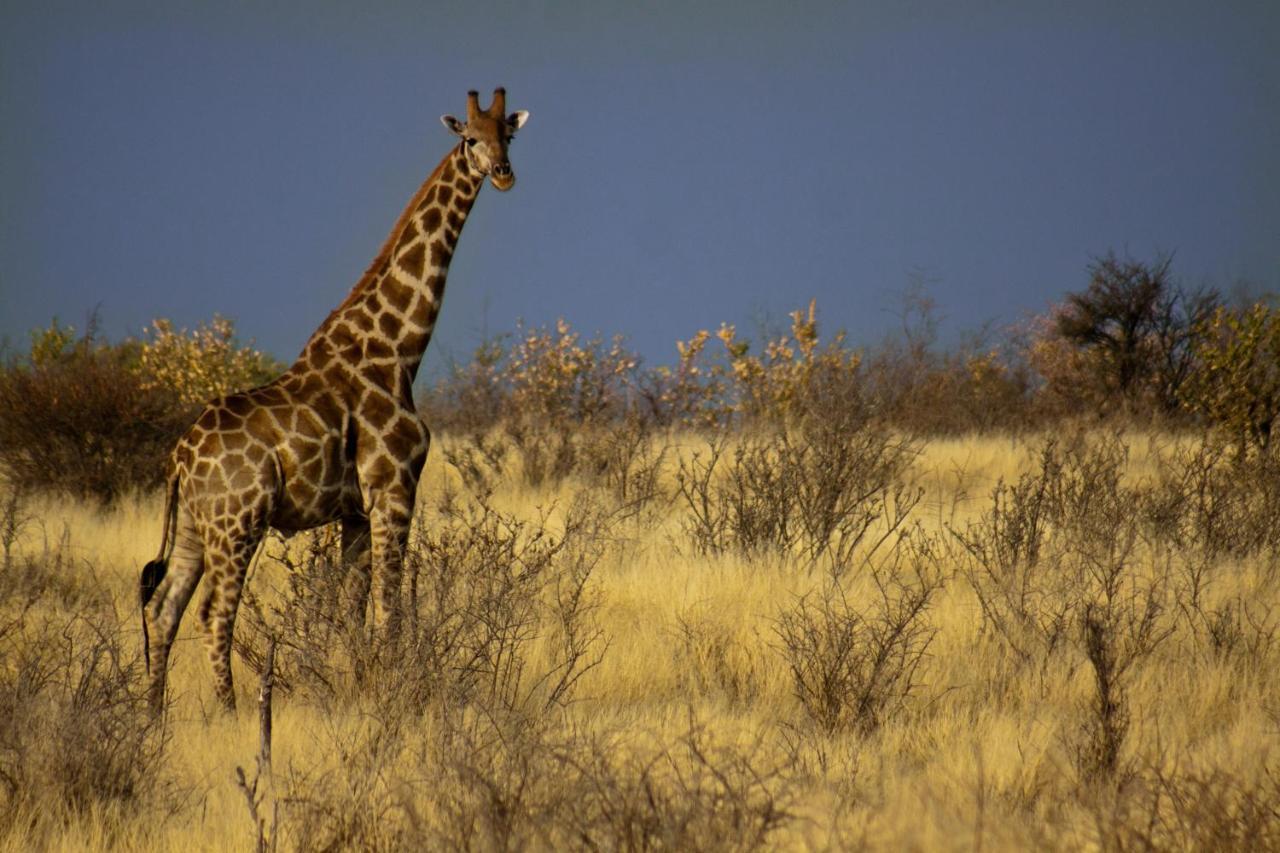 Grassland Safari Lodge Ghanzi Екстериор снимка