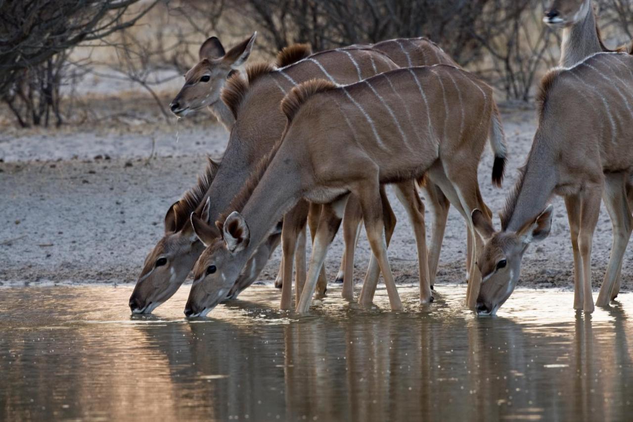 Grassland Safari Lodge Ghanzi Екстериор снимка
